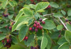 Muchovník kanadský (Amelanchier canadensis) 8 semen