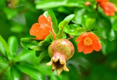 Granátové jablko (Punica granatum) 7 semen