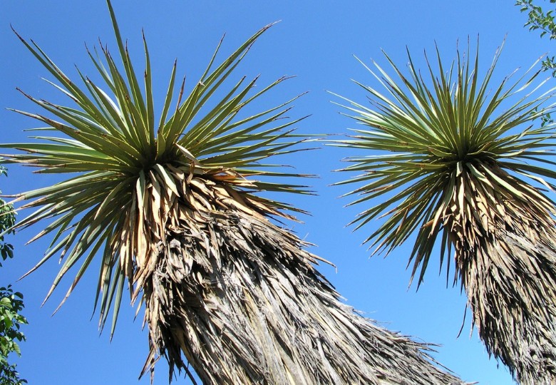 Juka Thompsonova (Yucca thompsoniana) 10 semen
