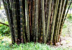 Zielone i brązowe pnie bambusa Male Bamboo rosnące w gęstym zagajniku, mocne segmentowane łodygi z charakterystycznymi kolankami i węzłami bambusa