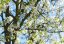 Muchovník kanadský (Amelanchier canadensis) 8 semen
