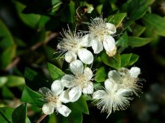 Flores blancas de mirto común con estambres largos prominentes y hojas verdes - semillas de esta planta aromática de interior para cultivo