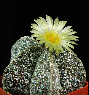 Flor amarillo claro de cactus Astrophytum myriostigma con pequeños pétalos sobre cuerpo esférico gris con patrón característico moteado en maceta de terracota