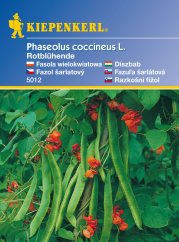Frijoles hermosos con flores rojas - vainas verdes y flores naranja-rojas en planta trepadora con grandes hojas verdes en paquete de semillas Kiepenkerl