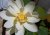 Floare albă de lotus indian cu centru galben și petale fragile, demonstrând frumusețea plantei din pachetul de 4 semințe Nelumbo nucifera