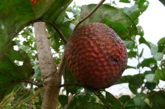 Africká broskev (nauclea latifolia) 10 semen