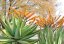 Aloe spectabilis (Aloe spectabilis) 6 semen