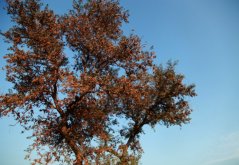 Dalbergia šišam (Dalbergia sissoo) - 9 semen