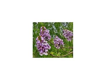 Paulownia - el árbol emperador chino