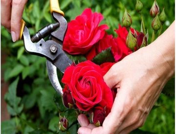 ¡La hermosa rosa no teme las tijeras!