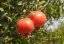 Dva zralé červené plody granátového jablka (Punica granatum) visící na větvích stromu mezi zelenými listy v zahradě