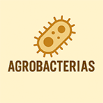 Agrobacterias - Growcity