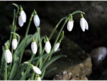 Le printemps frappe à la porte ! Que faire au jardin fin février et début mars ?
