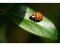 Coccinella in giardino - aiutante o parassita?