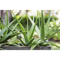 Aloe - Pěstování - Ve stínu