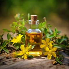 Glazen fles met kurken dop gevuld met goudkleurige Sint-Janskruid olie staand op houten plank tussen verse gele Sint-Janskruid bloemen in de natuur