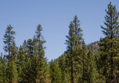 Borovice těžká (Pinus ponderosa) 7 semen