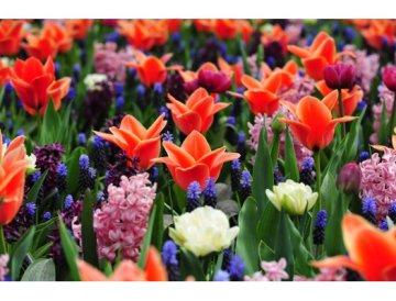 Bulbos de primavera - 10 consejos para su cultivo