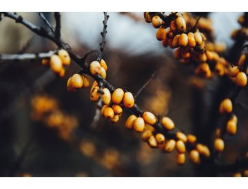 Jardin en octobre - commençons les semis d'arbres et d'arbustes