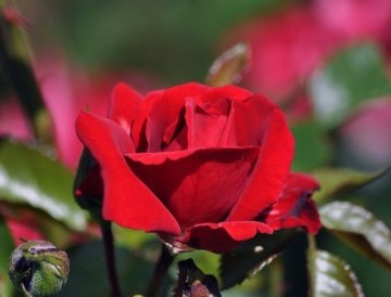 Para dormir "rosado"...