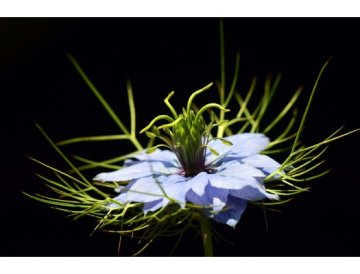 Nigella