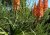 Aloe pluridens con hermosas flores naranjas en forma de velas y hojas largas verde claro con borde finamente dentado creciendo en un jardín