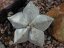 Cuerpo pentagonal de cactus Astrophytum myriostigma sin flor con color gris típico y puntos blancos en superficie creciendo entre piedras