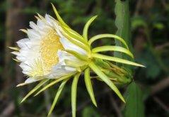 Pitahaya - žlutá (Hylocereus megalanthus) 7 semen
