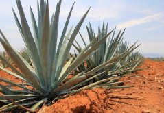 Agáve Garcia mendoza (Agave Garciae mendozae) 10 semen