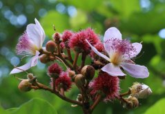 Oreláník barvířský (Bixa orellana) 5 semen