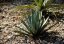 Agáve palmeri (Agave palmeri) 10 semen