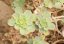 Aeonium spathulatum (Aeonium spathulatum) cca 15 semen