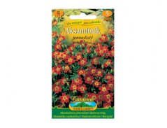 Aksamitník - tagetes tenuifolia