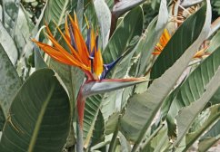 Flor de Ave del Paraíso con pétalos naranjas y púrpuras que crece de tallo verde entre grandes hojas verdes con nervaduras prominentes Flor de Ave del Paraíso con pétalos naranjas y púrpuras que crece de tallo verde entre grandes hojas verdes con nervaduras prominentes