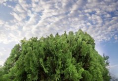 Thúje orientální (Platycladus orientalis) 10 semen