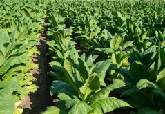Câmp de tutun virginia cu plante înalte, frunze verzi late aranjate în rânduri, vegetație densă pe teren cultivat
