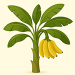 Exotická semena podle způsobu pěstování – byt, skleník i zahrada