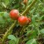 Lilek quitský (solanum candidum) 5 semen