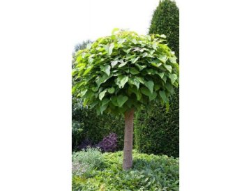 Catalpa trubačovitá - Catalpa bignonioides