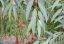 Eukalyptus regnans (Eucalyptus regnans) 8 semen