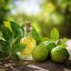 Bergamot - 100% přírodní esenciální olej 10 ml - Pěstík