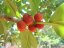 Fíkovník banyán (Ficus benghalensis) 5 semen