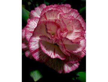 Clavel - flor de fragancia dulce