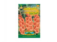 Gladiolus PETER P.8ks