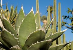 Sinivihreä Agave horrida massiivisilla jäykillä lehdillä terävät piikit päässä sinistä taivasta ja autiomaan maisemaa vasten Sinivihreä Agave horrida massiivisilla jäykillä lehdillä terävät piikit päässä sinistä taivasta ja autiomaan maisemaa vasten