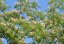 Akácie perská Albízie (Albizia julibrissin) 2 semena