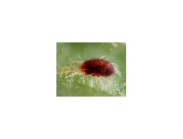 Cochenille - l'ennemi à huit pattes des plantes