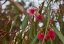 Štětkovec citrónový (Callistemon citrinus) cca 30 semen