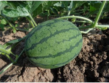 Melone