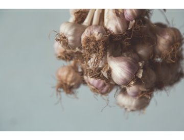 Comment traiter l'ail avant la plantation